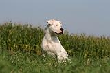 DOGUE ARGENTIN 351